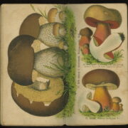 Zavřel František – Houby